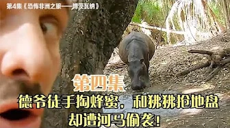单挑荒野4 德爷徒手伸入蜂巢掏蜂蜜，身后却遭河马偷袭！