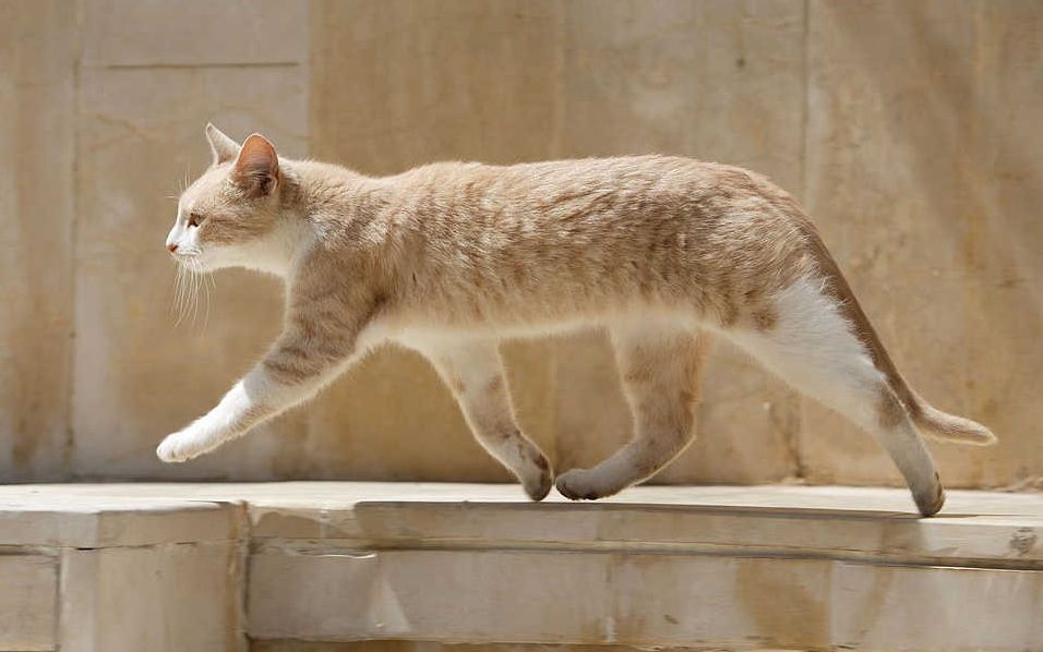 【可爱/放松】慵懒的猫咪与音乐