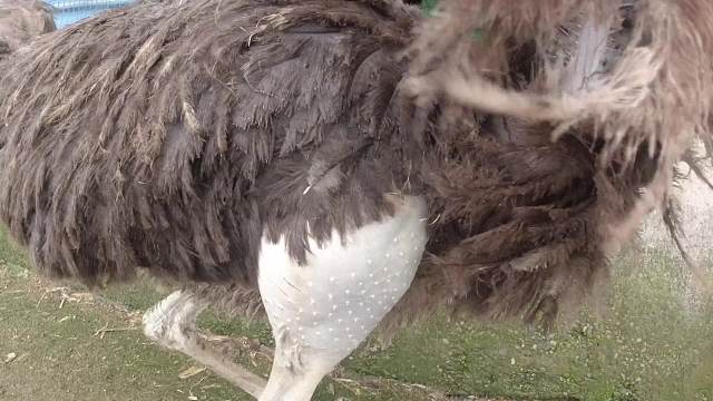 将近一年的鸵鸟有多大,一个腿就有30多斤,近2米高