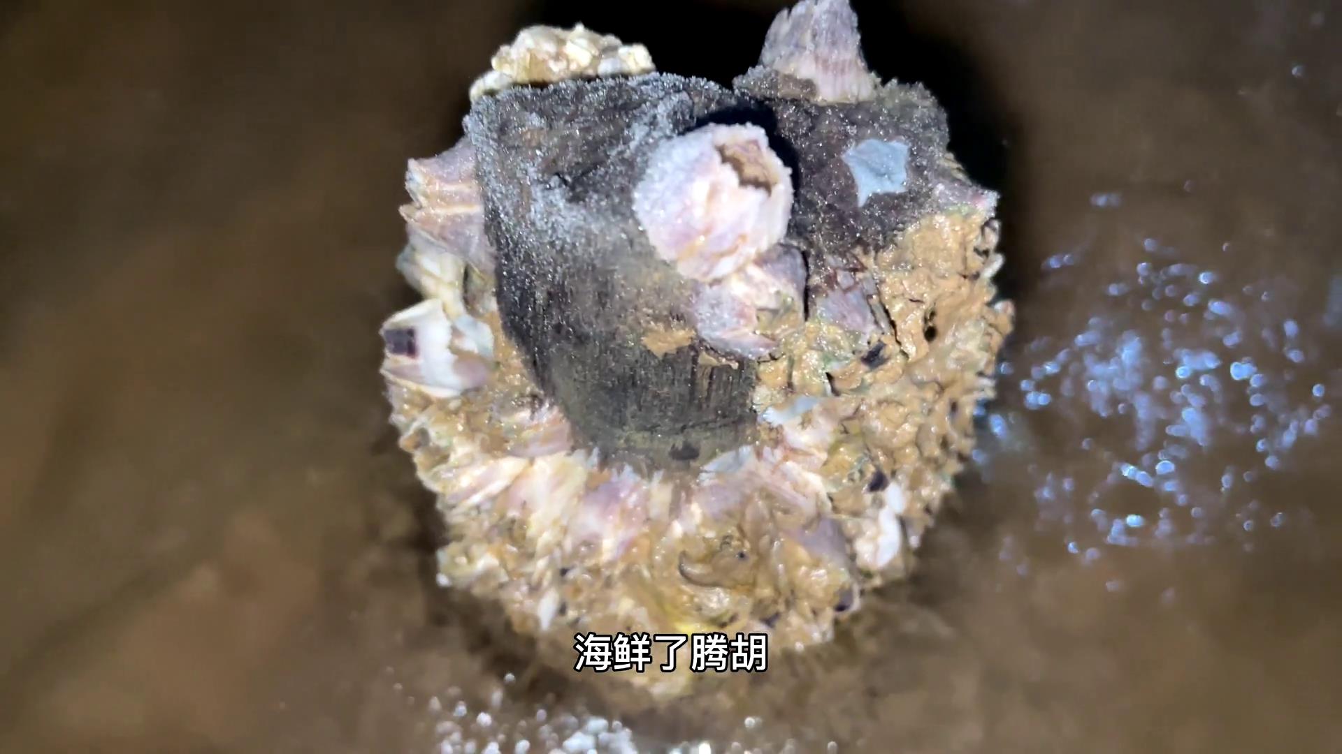 沙滩上居然长了一个海鲜树，上面长了不少海鲜，二蛋直呼真有意思