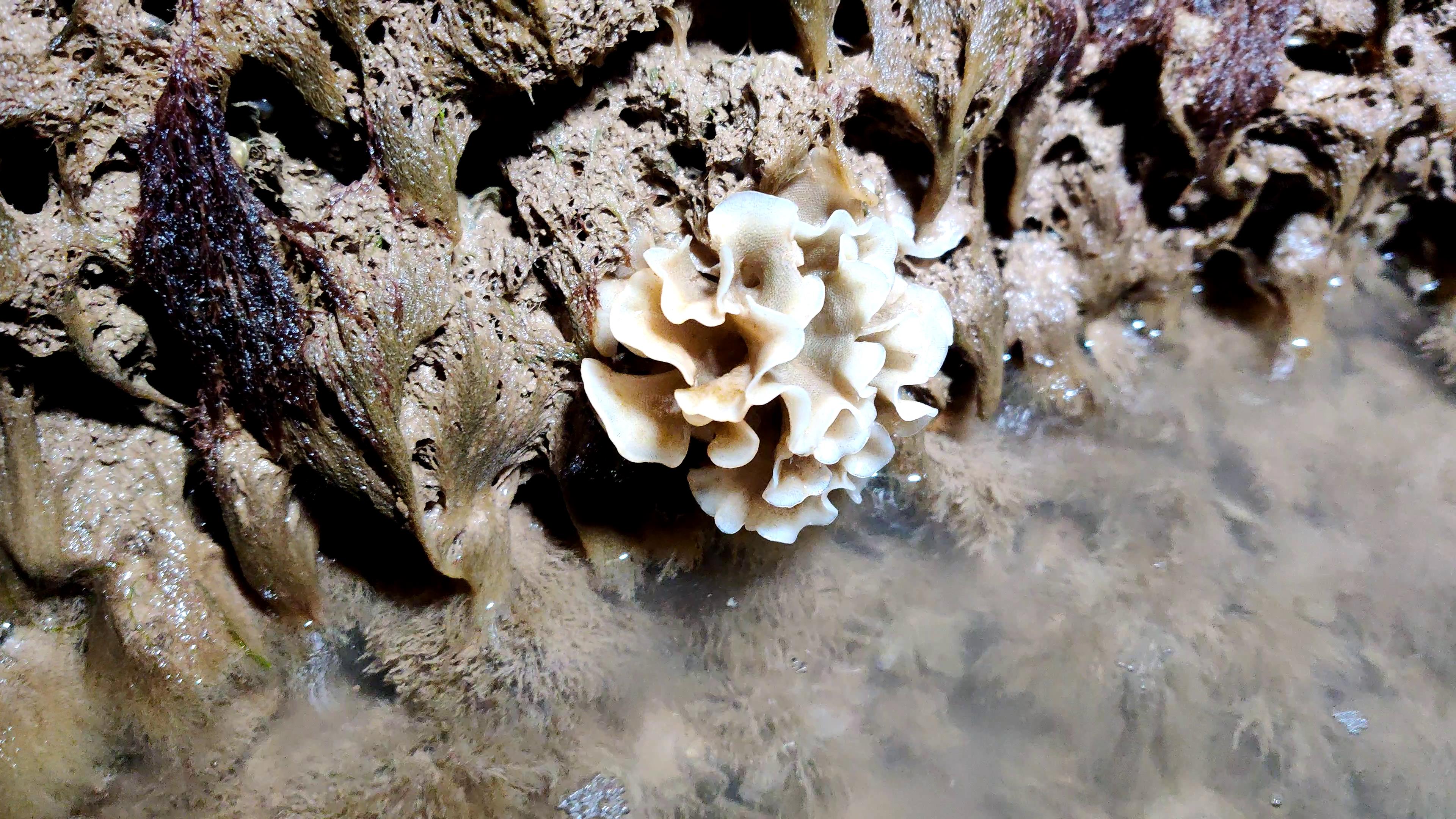 退大潮坝子根下长了“海翡翠”，二蛋也是第一次见，大呼真神奇