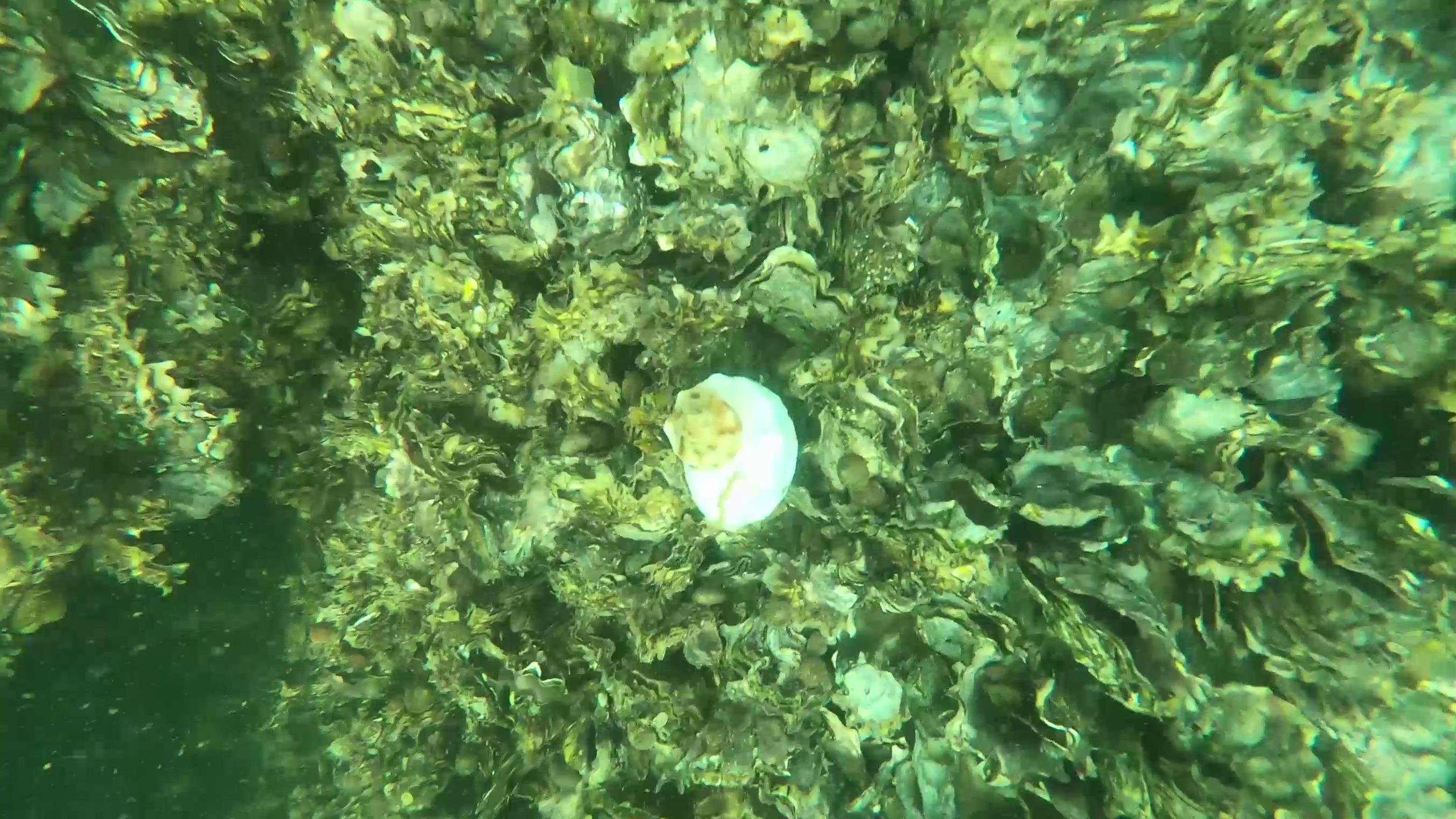 海底的海螺如此明显，一睁开眼就是螺，小伙儿根本就捡不完
