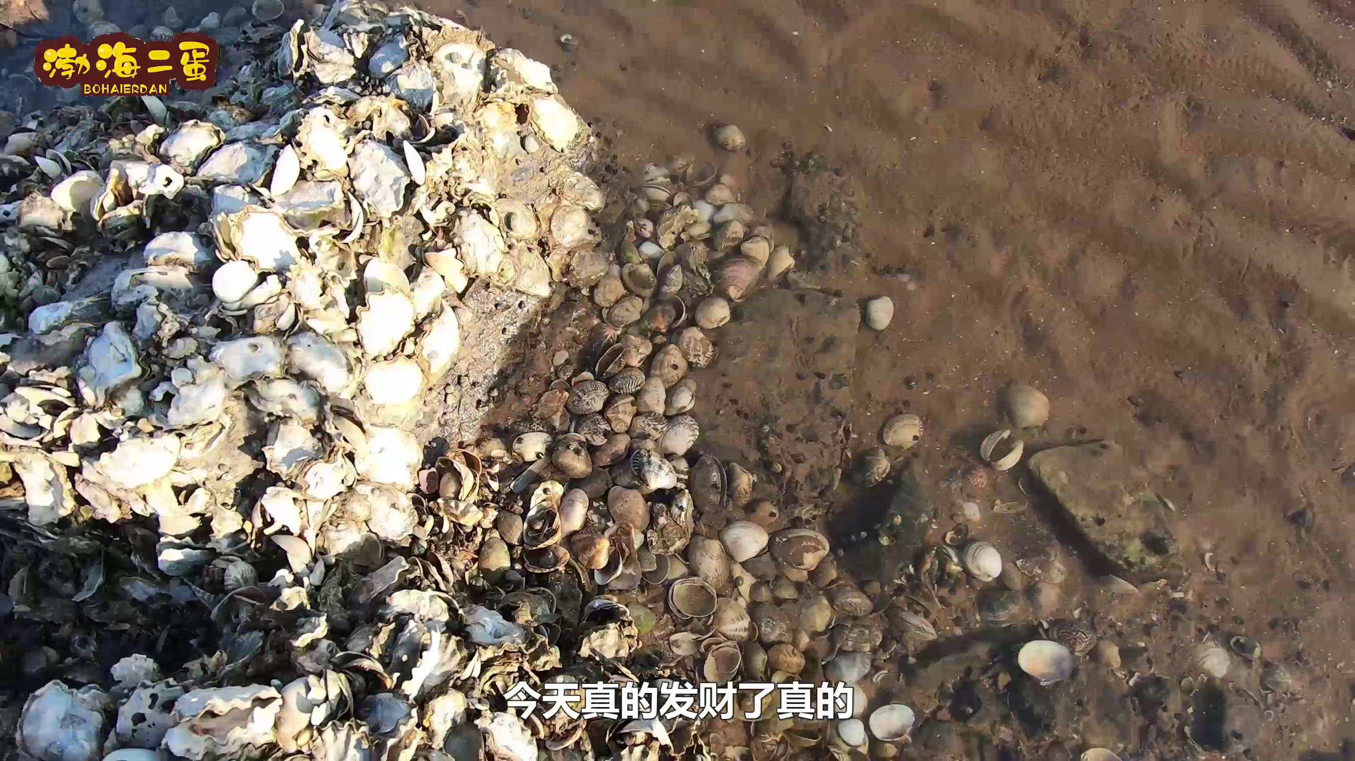 当总价3亿的渔船停满码头，150一斤的海虾随地捡，这感觉太爽
