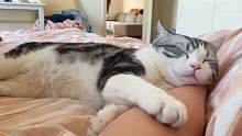 母猫怀孕，公猫每天自己睡客厅，半夜挠门乱叫，非要进来一起睡