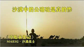 《原始求生记》第四季第2集，沙漠中的公骆驼是真的惨！！！