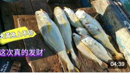老渔民望了潮水后直接去赶海，金灿灿的大黄鱼一直上，卖了近万元