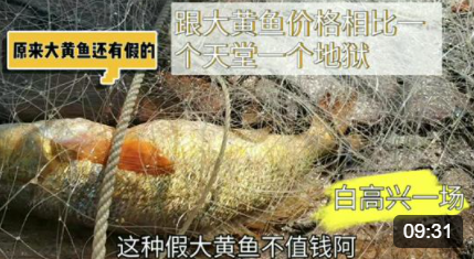 小哥去放网捕鱼，结果上来好多条假大黄鱼，价格却是一个天一个地