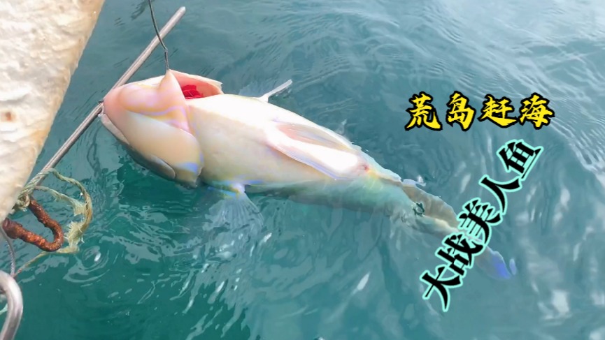 寻找野生大鲍鱼大石斑意外收获青龙，历史创造记录再次打破呀