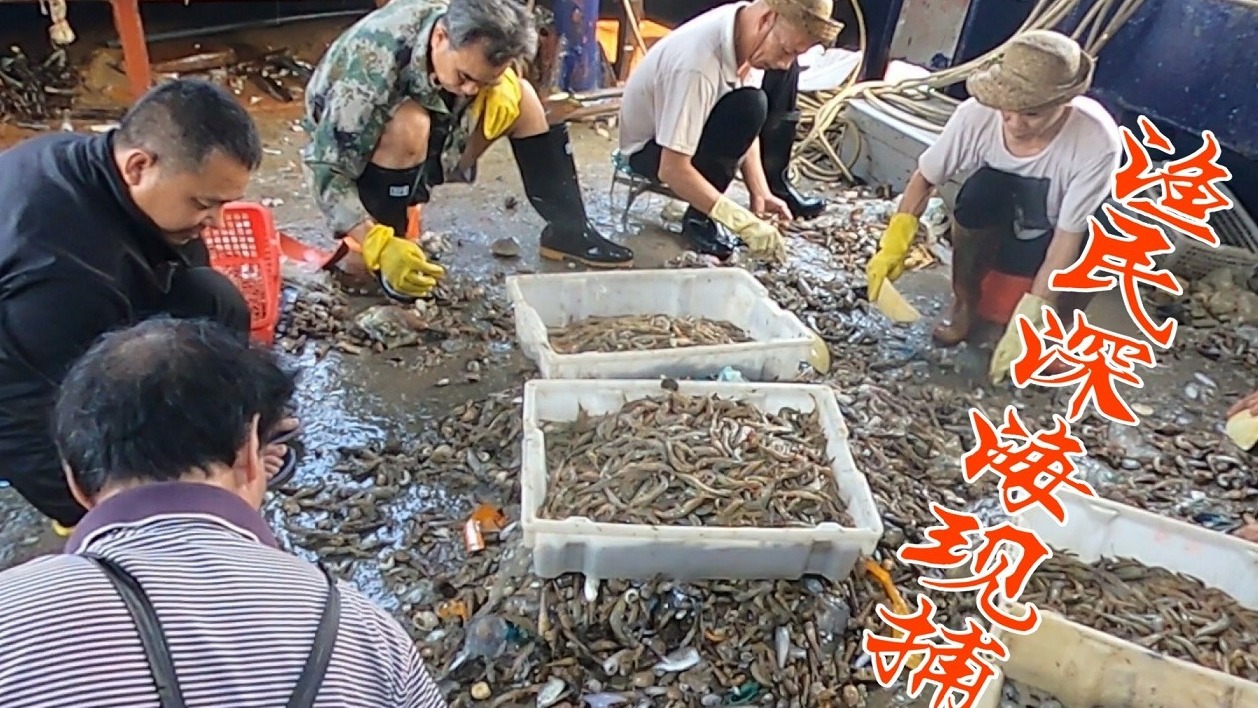 渔民深海现捕的野生海鲜，各类值钱虾蟹堆积成山，伙计直呼发财了