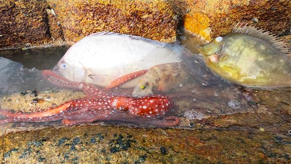 海岸边卷上来一窝海鲜，个个长得粉嫩像猪脚，阿彬一路捡爽了