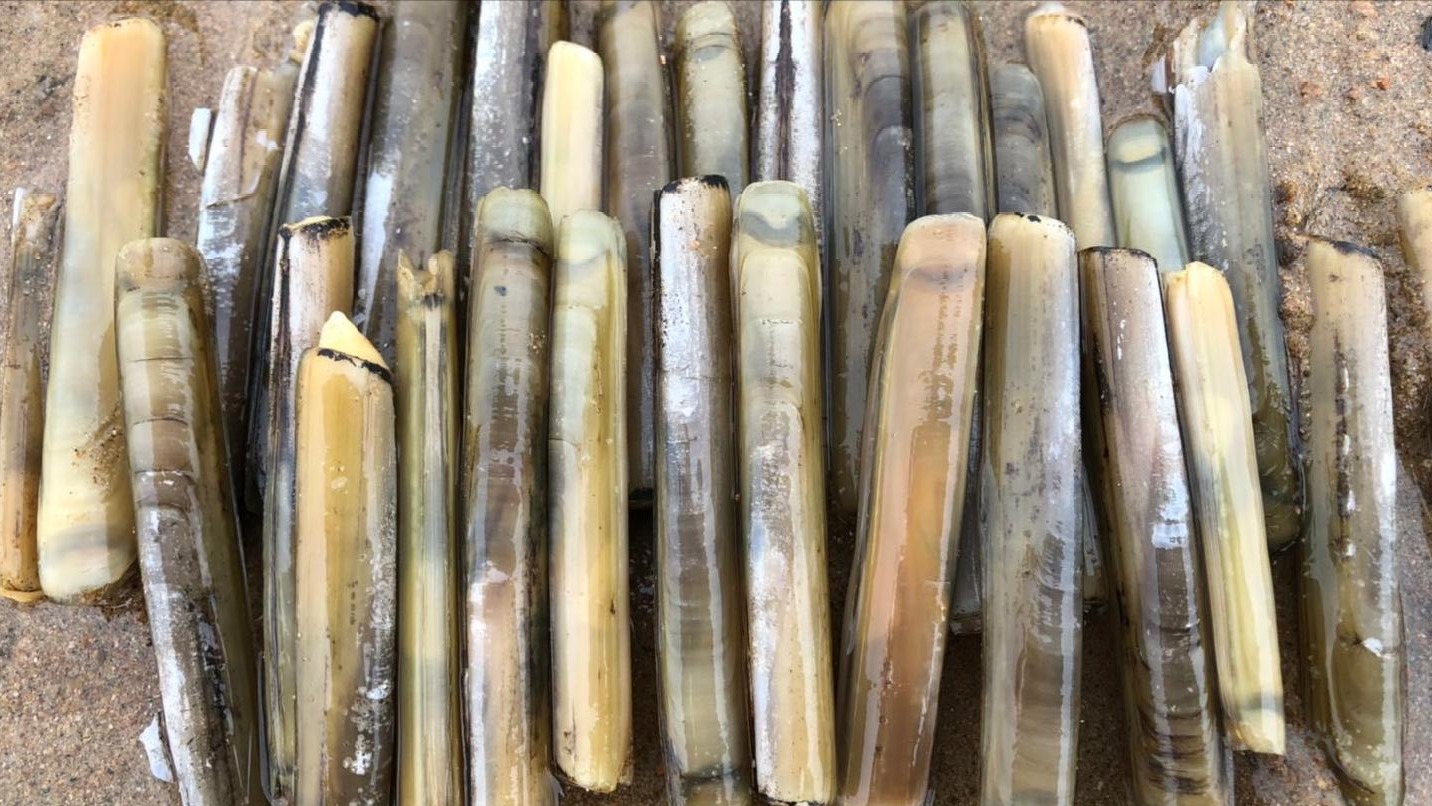 成年蛏王深黑色，个头三两多一个，二哥赶海挖出“最大成年蛏王”