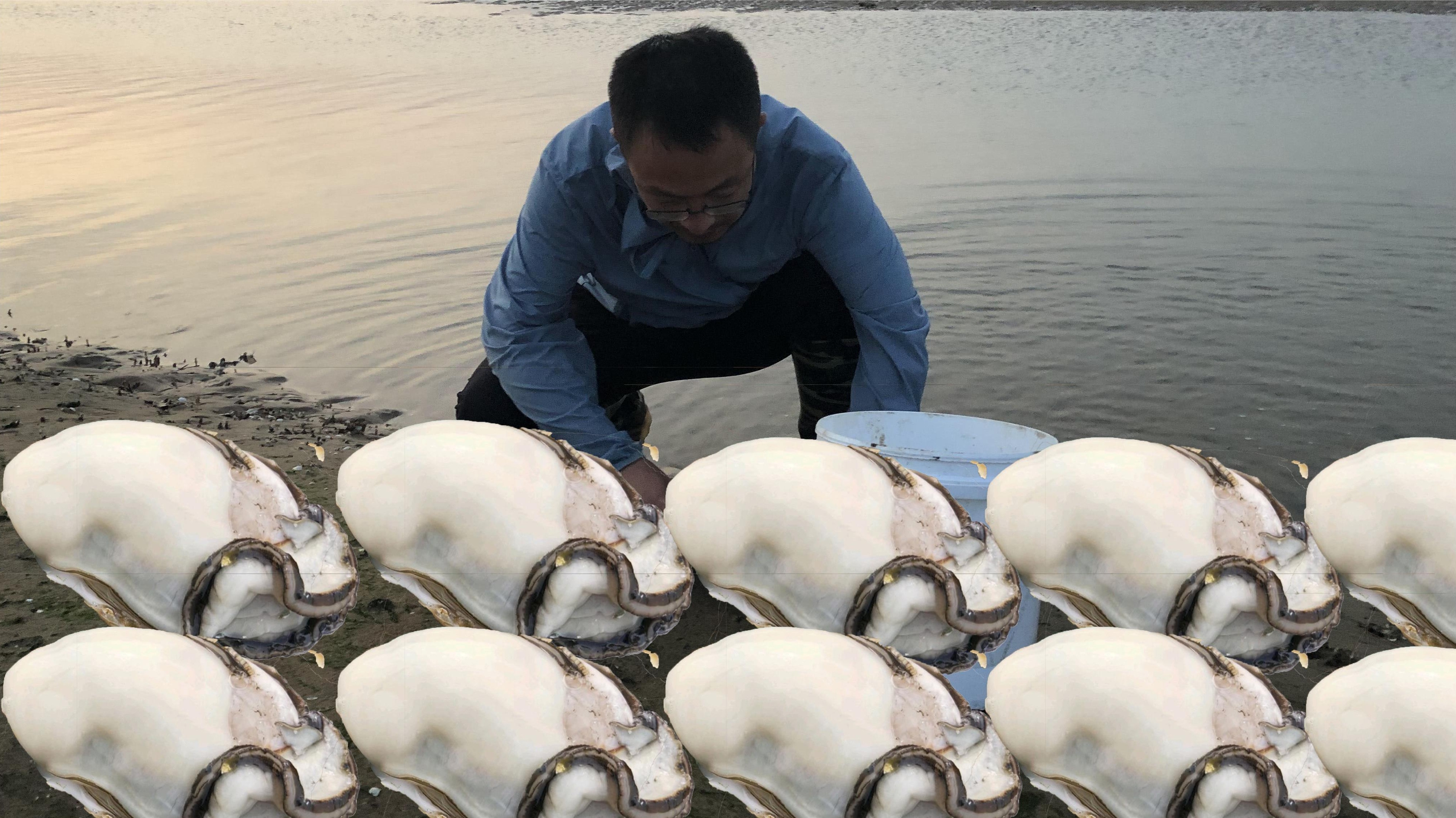 二哥来赶海秘密基地，荒废海参池里野生蚝泛滥，数以万计还没人挖