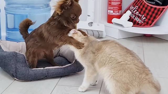 当狗子试图挑衅一只猫,会有什么后果?