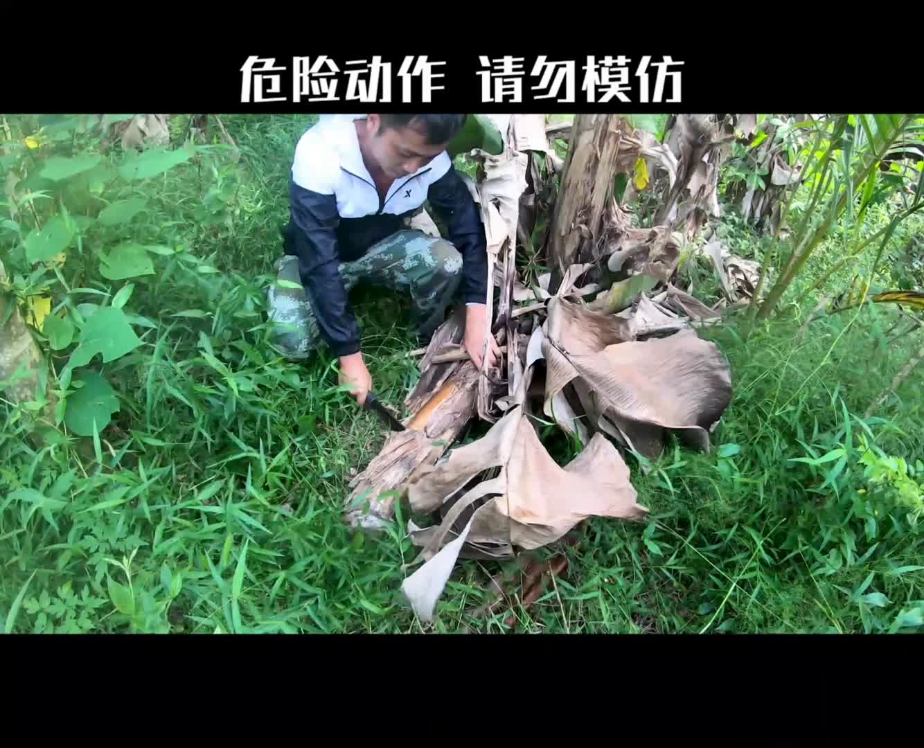 荒岛求生之抓到这样的大龙虾你就发财了