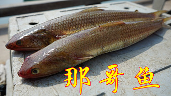 小渔村阿兴的直播