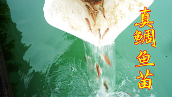 小渔村阿兴的直播