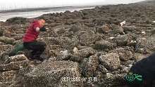 倒干哥今天不倒水，带兄弟去石头堆里抓“石头蟹王”，大伙乐坏了