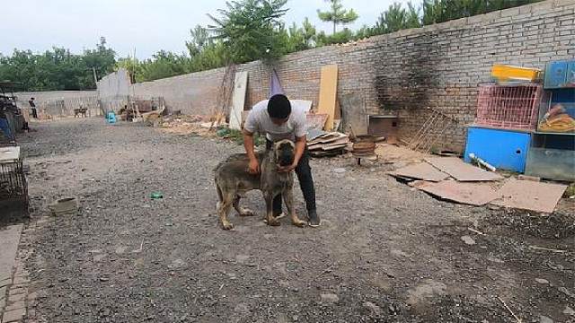 高加索八戒为了保护马犬干净 不惜得罪狗场老二小黑 这下热闹了 虎牙视频 高加索八戒为了保护马犬干净 不惜得罪狗场老二小黑 这下热闹了 虎牙视频