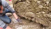 巨石下的水坑发现鱼窝，小明抓到涨潮都不舍得回家，太过瘾了