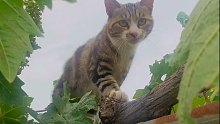 这猫就离谱，人家爬树，它爬葡萄！