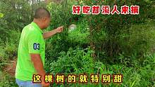 非常好吃的水果长在特殊地方，一般人都不敢去摘，是什么原因呢？