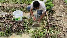 暴雨过后水退了，农田留下很多水坑，舀干水坑后惊喜一个接一个