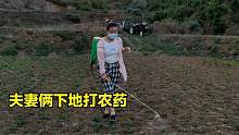 小霞夫妻下地打农药，玉米地看到啥？夫妻俩直呼跑了跑了