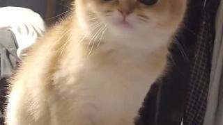 小丫頭片子還有兩幅面孔