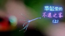 【水族】草缸中的那些不速之客（上）水虿/水螅/水蛭/蛋白虫…