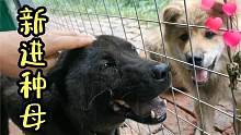 中华田园犬保育基地新进种母，狼一样的五黑犬，把小狗们都看呆了
