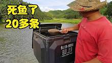 鱼塘开始死鱼了，今天死了20多条，花340元买药尽快减少损失