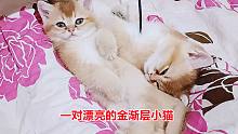 小猫睡姿超萌漂亮得像玩具，猫妈和儿女争着喝奶，真把自己当宝宝