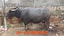 牛价大跌耕地母牛也按肉牛卖 ，29一公斤老板看了转身就走贵了吗