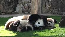 熊猫妈妈忙着应付调皮的熊孩子，没想到另一个小可爱“从天而降”