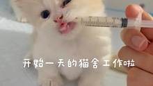 猫猫蒲公英的克星来啦#萌宠 #曼基康矮脚 #拿破仑猫 #顺造 #吸尘器