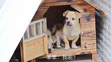 一天过去了，收养的小狗们适应新环境了吗？农村小伙感觉不好搞哦