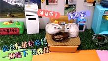 母仓鼠为啥要连续两次把公仓鼠踹下凉席床？是因为爱吗？显然不是