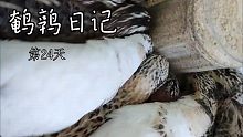 【鹌鹑】饿 鹑 抢 食
