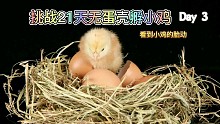 21天无蛋壳孵小鸡实验：在杯子里看小鸡的成型全过程，第三天已经看到鸡胚第一个动作基本上可以看到胚胎前