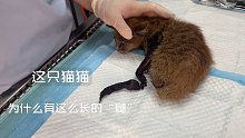 被卷进汽车里的猫咪，救助后我们发现……