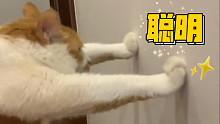 这才是聪明猫该有的样子