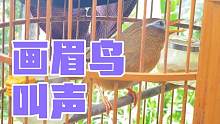 好久没有听画眉鸟的叫声了，画眉鸟还是那么可爱