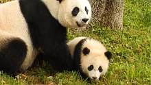 熊猫妈妈早已看透：熊孩子乖巧是假象，调皮才是本质