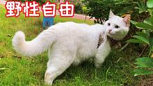 这是最自由自在的宠物猫了，撒的了娇，上的了树，生活的像狗一样