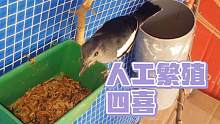 提倡人工繁育，外国小哥成功繁殖四喜鸟
