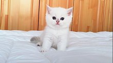 呆萌小奶猫，软乎乎的超蓬松，太可爱了