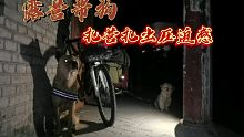 黑夜雷鸣电闪带狗狗露营古城，压迫感这么大，不会被人赶吧