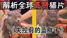 解析全球高赞猫片：洗猫失控瞬间！翻车反应太真实了