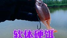 软饵变硬饵路亚鳜鱼