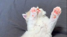 超萌小奶猫，有着一双粉色小猫爪，太可爱了